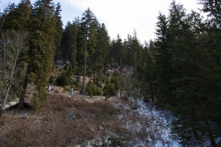 Wycieczka na Polanę Rusinową zimą – piękne widoki na Tatry